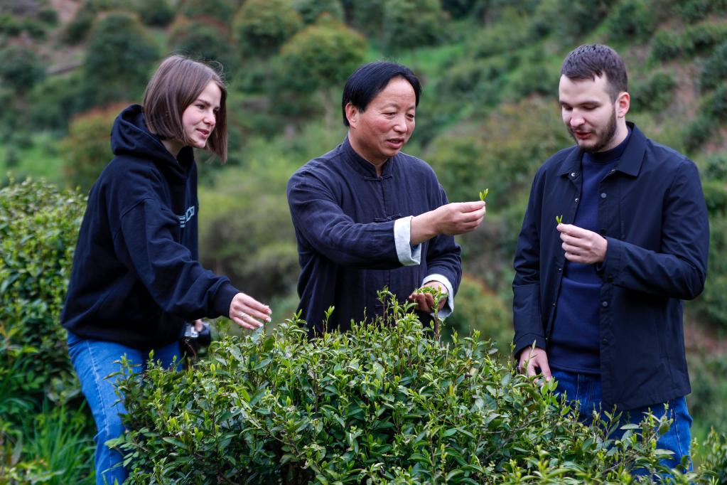 ｜祁门红茶香飘世界ag旗舰厅中国故事(图1)