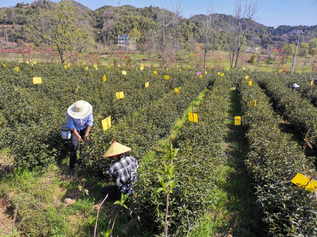 ｜祁门红茶香飘世界ag旗舰厅中国故事(图6)